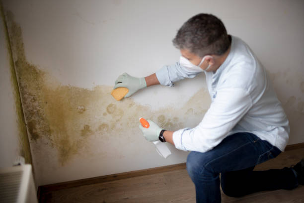 Environmental Consulting for Mold Prevention