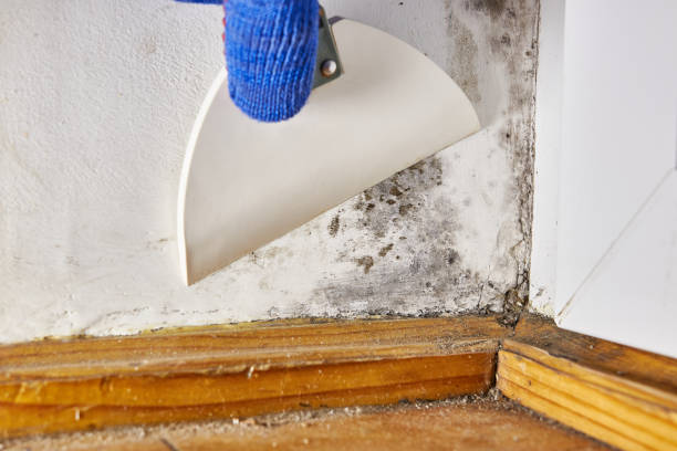 Best Emergency Mold Remediation  in Lake Stevens, WA